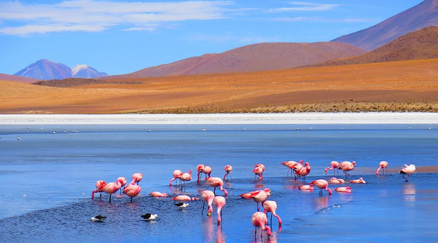 Laguna Cañapa con flamencos