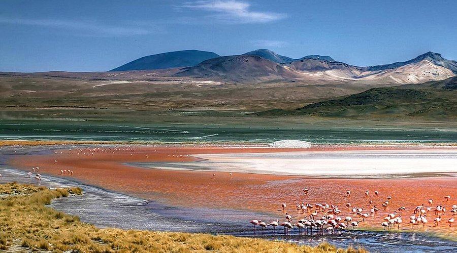 Flamencos en la Laguna Colorada